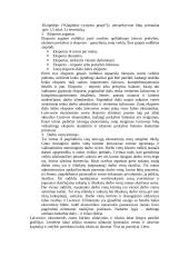 Laisvosios ekonominės zonos ir jų vaidmuo 6 puslapis