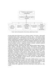 Laisvosios ekonominės zonos ir jų vaidmuo 7 puslapis