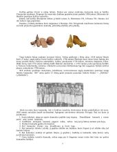 Lietuvos ir pasaulio futbolas 6 puslapis