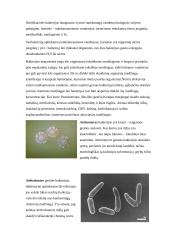 Mikrobiologinė aktyviojo dumblo ir bioplėvelės charakteristika 11 puslapis