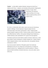 Mikrobiologinė aktyviojo dumblo ir bioplėvelės charakteristika 13 puslapis