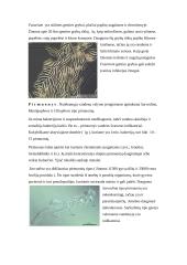 Mikrobiologinė aktyviojo dumblo ir bioplėvelės charakteristika 14 puslapis