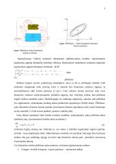 Modelis: plėšrūnas-auka 2 puslapis
