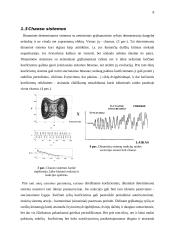 Modelis: plėšrūnas-auka 5 puslapis
