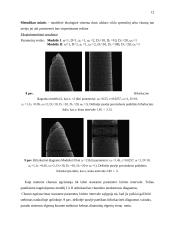 Modelis: plėšrūnas-auka 9 puslapis