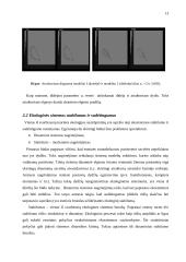 Modelis: plėšrūnas-auka 10 puslapis
