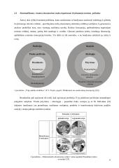 Organizuoto išvykstamojo turizmo problema Lietuvoje (srautų analizė 1997 - 2004 metais) 6 puslapis