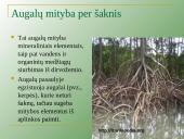 Augalų mityba per šaknis 2 puslapis