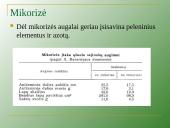 Augalų mityba per šaknis 11 puslapis