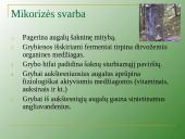 Augalų mityba per šaknis 12 puslapis