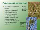 Augalų mityba per šaknis 6 puslapis
