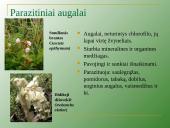 Augalų mityba per šaknis 7 puslapis