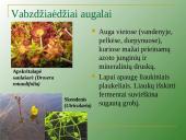 Augalų mityba per šaknis 8 puslapis