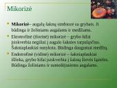 Augalų mityba per šaknis 9 puslapis