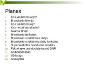 Branduolys ir jo funkcijos 2 puslapis