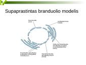 Branduolys ir jo funkcijos 11 puslapis