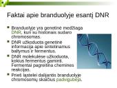 Branduolys ir jo funkcijos 12 puslapis