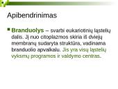 Branduolys ir jo funkcijos 13 puslapis