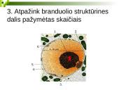 Branduolys ir jo funkcijos 17 puslapis