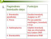 Branduolys ir jo funkcijos 20 puslapis