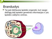 Branduolys ir jo funkcijos 3 puslapis