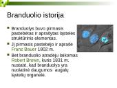 Branduolys ir jo funkcijos 4 puslapis