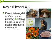 Branduolys ir jo funkcijos 5 puslapis