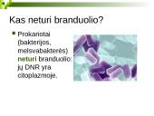 Branduolys ir jo funkcijos 6 puslapis