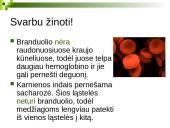 Branduolys ir jo funkcijos 7 puslapis