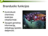 Branduolys ir jo funkcijos 8 puslapis
