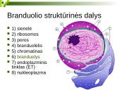 Branduolys ir jo funkcijos 9 puslapis