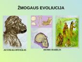 Evoliucijos procesas 11 puslapis