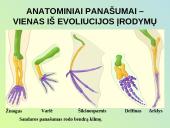 Evoliucijos procesas 13 puslapis