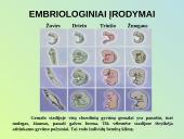 Evoliucijos procesas 15 puslapis