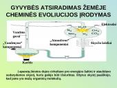 Evoliucijos procesas 10 puslapis