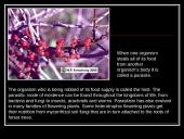 Parasitic Flowering Plants 2 puslapis