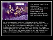 Parasitic Flowering Plants 3 puslapis