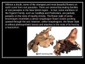 Parasitic Flowering Plants 4 puslapis