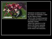 Parasitic Flowering Plants 5 puslapis