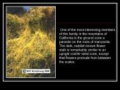 Parasitic Flowering Plants 6 puslapis