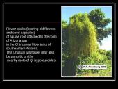 Parasitic Flowering Plants 7 puslapis