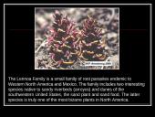 Parasitic Flowering Plants 8 puslapis