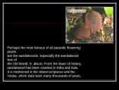 Parasitic Flowering Plants 9 puslapis