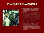 Prieskonių pristatymas 17 puslapis