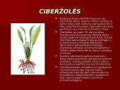 Prieskonių pristatymas 18 puslapis