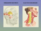 Žmogaus raumenys 12 puslapis