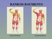 Žmogaus raumenys 13 puslapis
