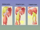 Žmogaus raumenys 14 puslapis