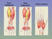 Žmogaus raumenys 15 puslapis