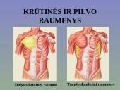 Žmogaus raumenys 16 puslapis
